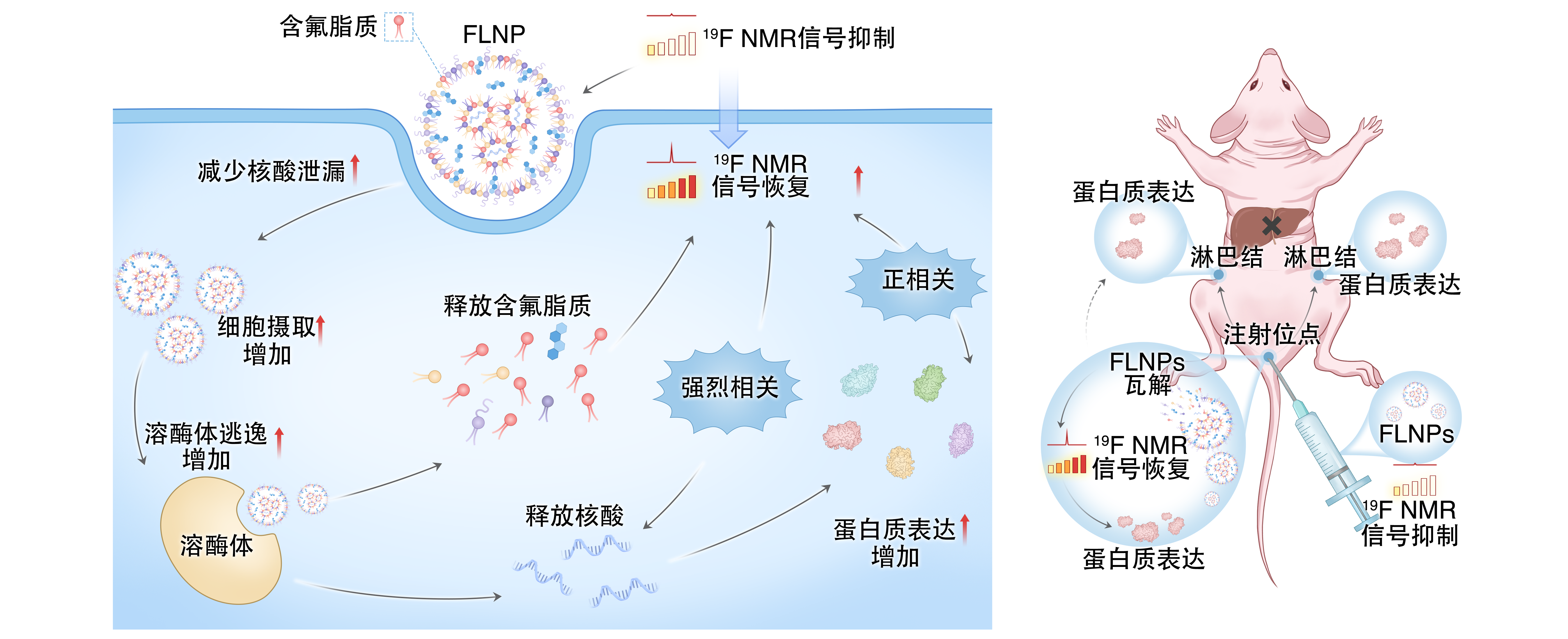 让 mRNA 在体内“看得见” 凯发K8在mRNA疫苗递送研究方面取得重要进展